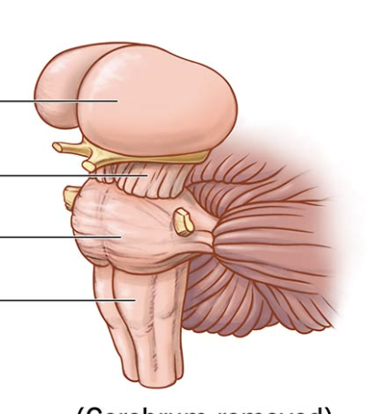 Brainstem location in brain